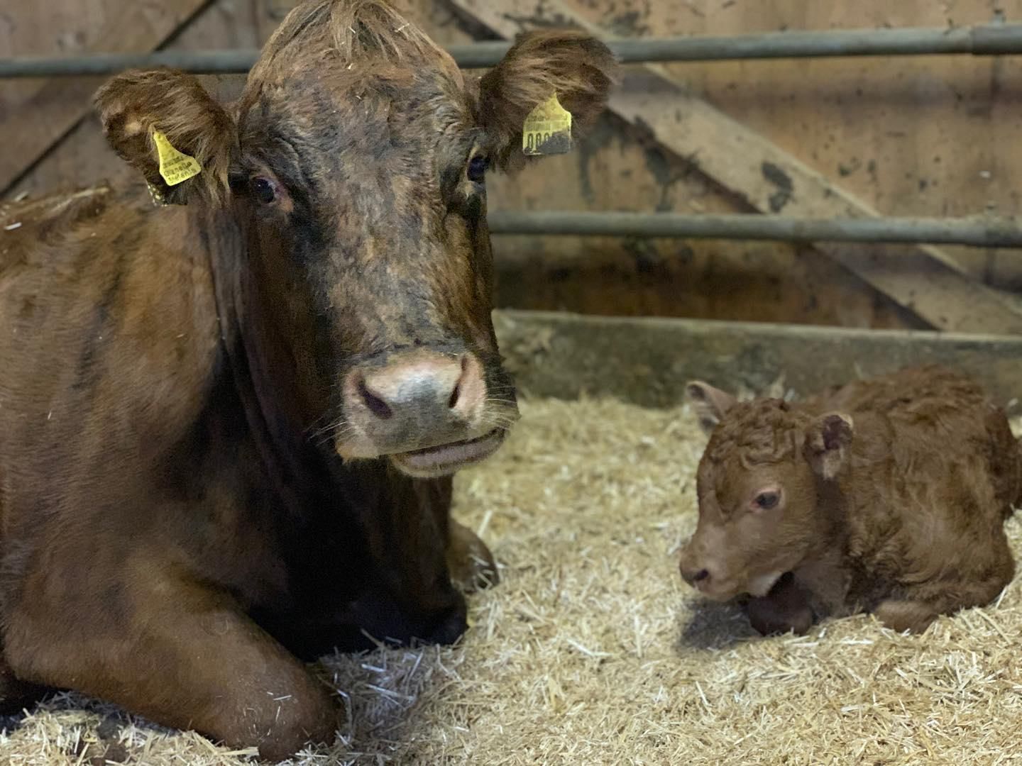 Mucca vitellino in stalla - Produzione carne biologica - Azienda agricola Gianella