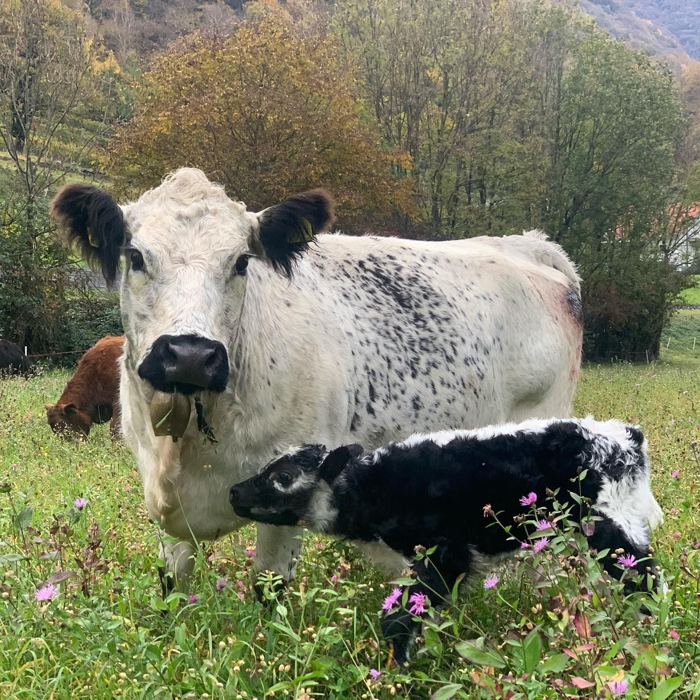 Produzione carne biologica - Azienda agricola Gianella