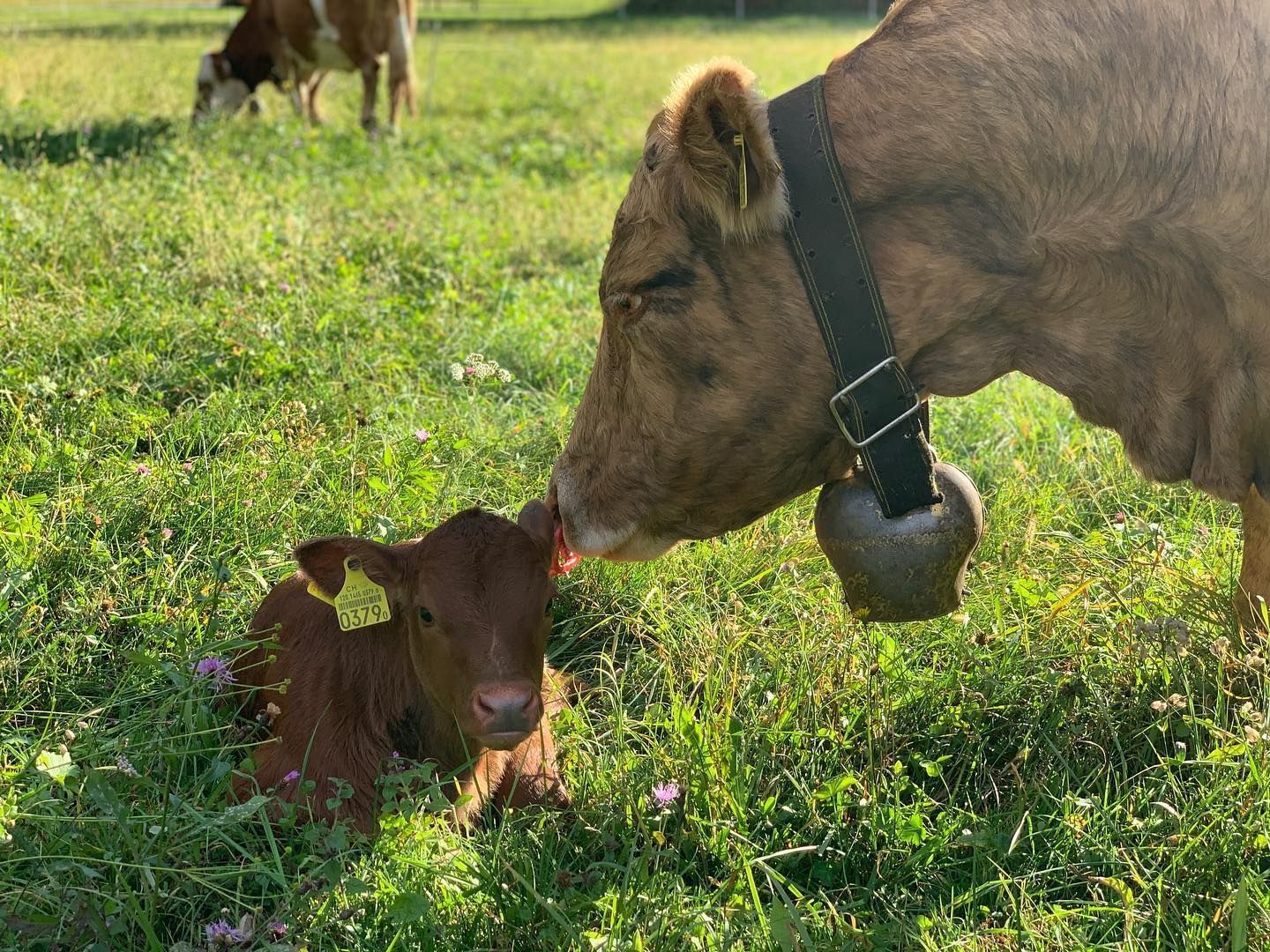 Produzione carne biologica - Azienda agricola Gianella
