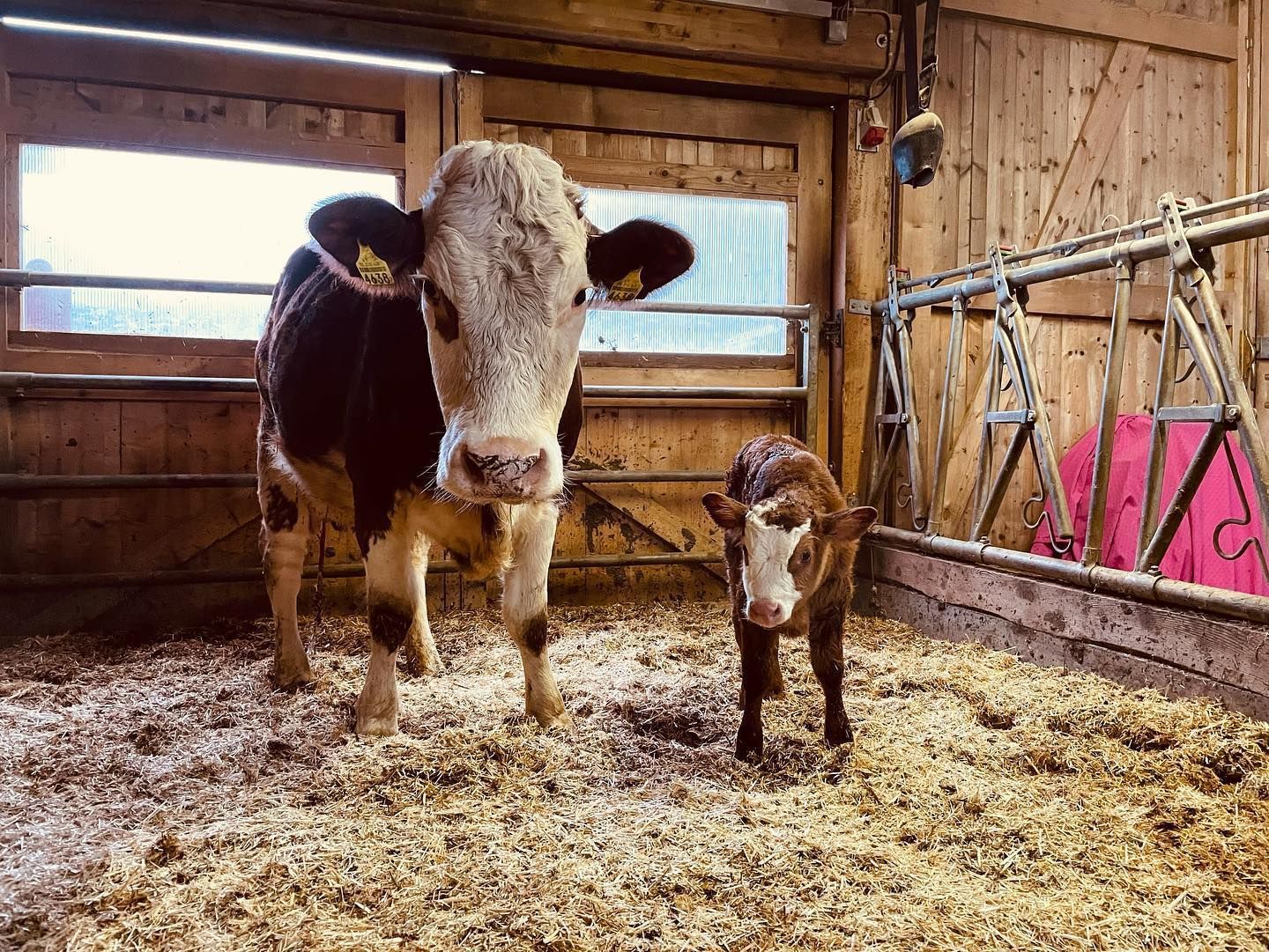 Produzione carne biologica - Azienda agricola Gianella