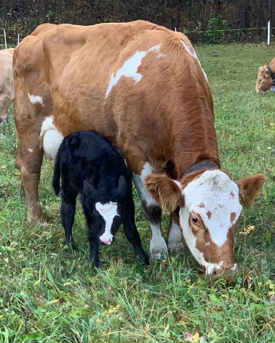 Mucca vitellino produzione carne biologica