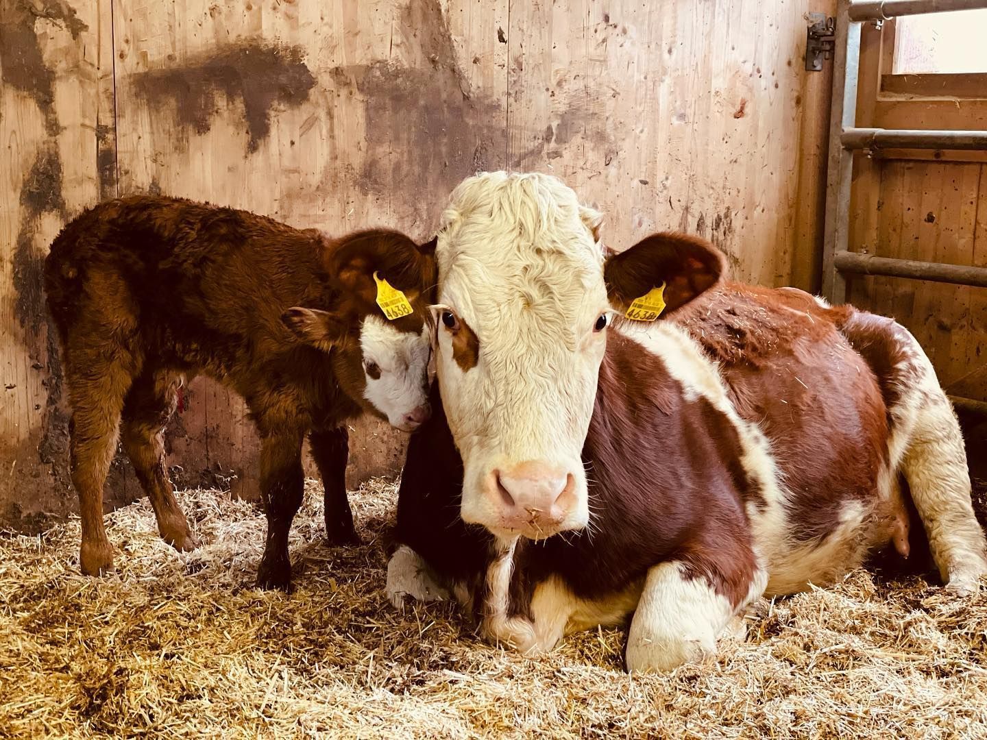Produzione carne biologica - Azienda agricola Gianella