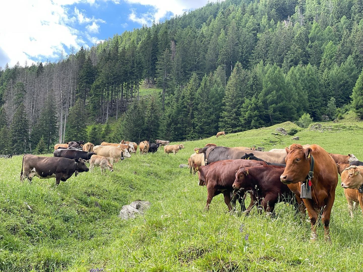 Produzione carne biologica - Azienda agricola Gianella
