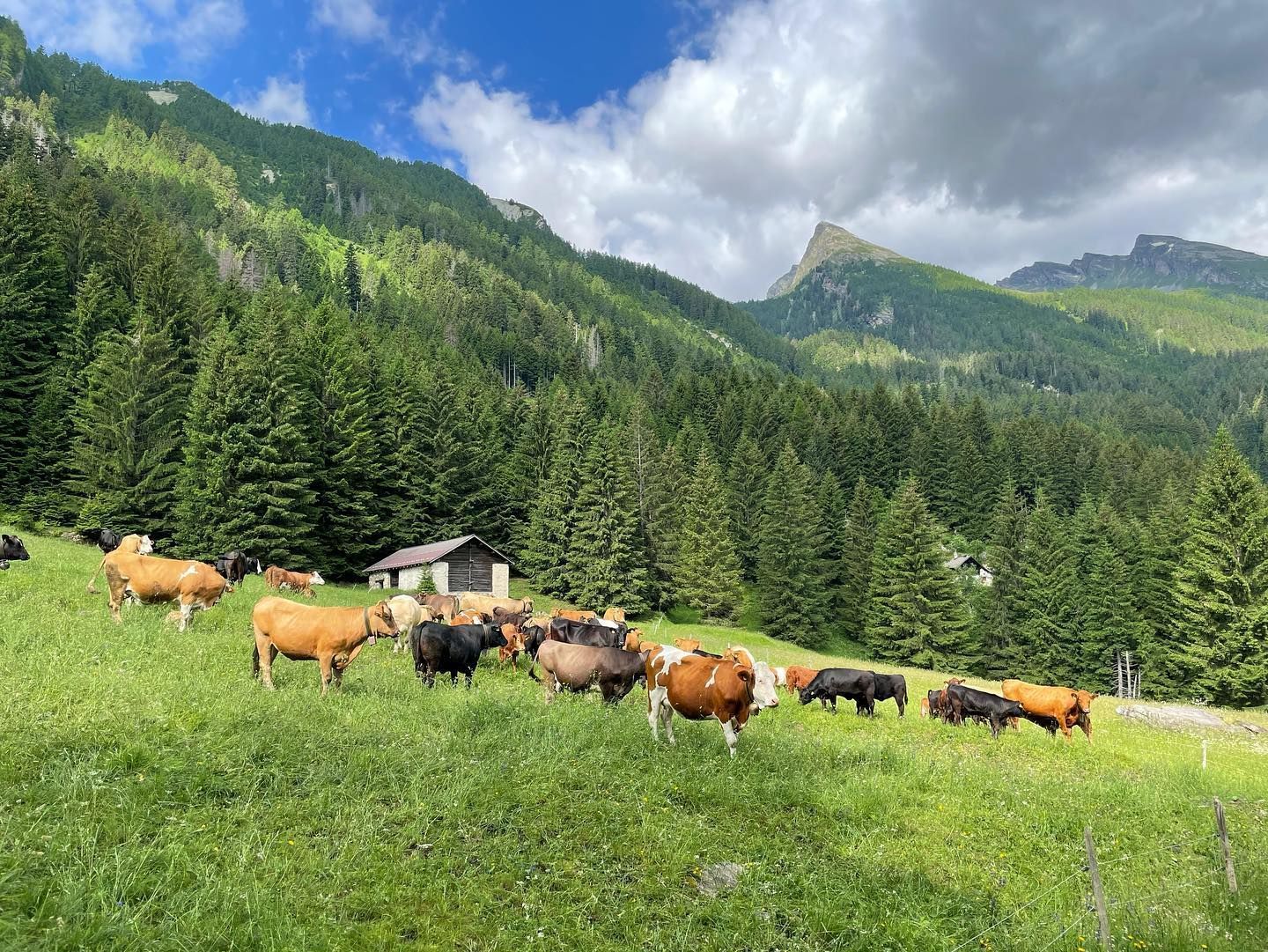 Produzione carne biologica - Azienda agricola Gianella