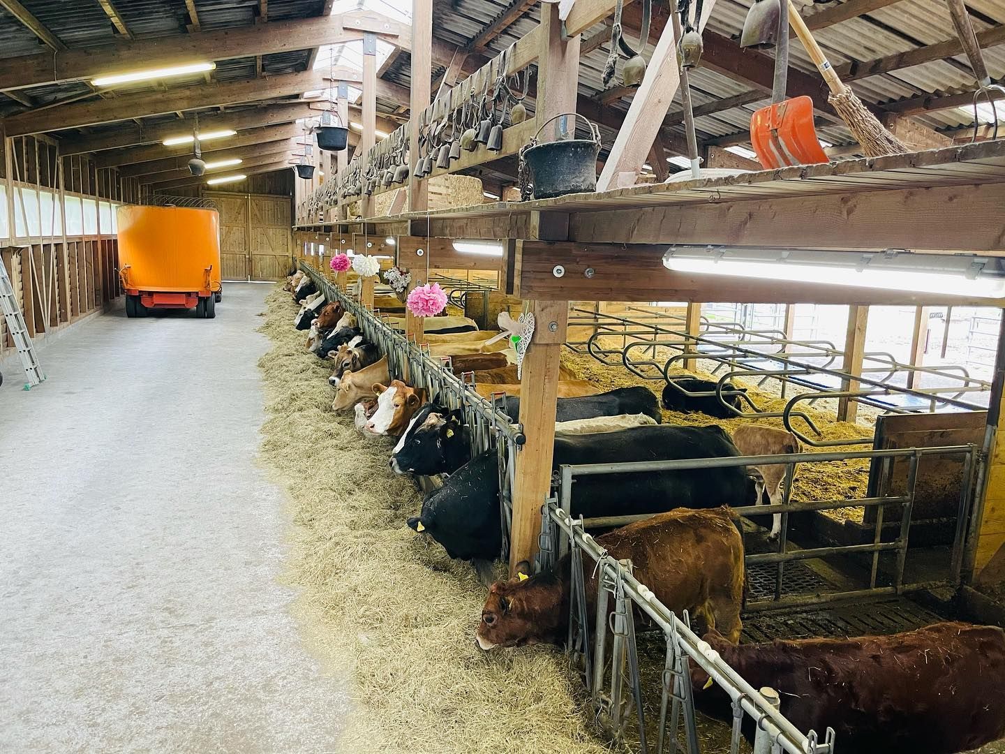 Produzione carne biologica - Azienda agricola Gianella