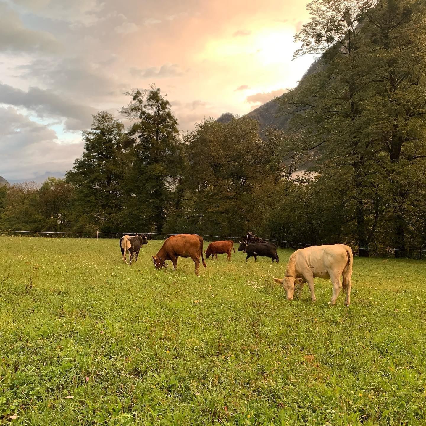 Mucche al pascolo - Produzione carne biologica - Azienda agricola Gianella