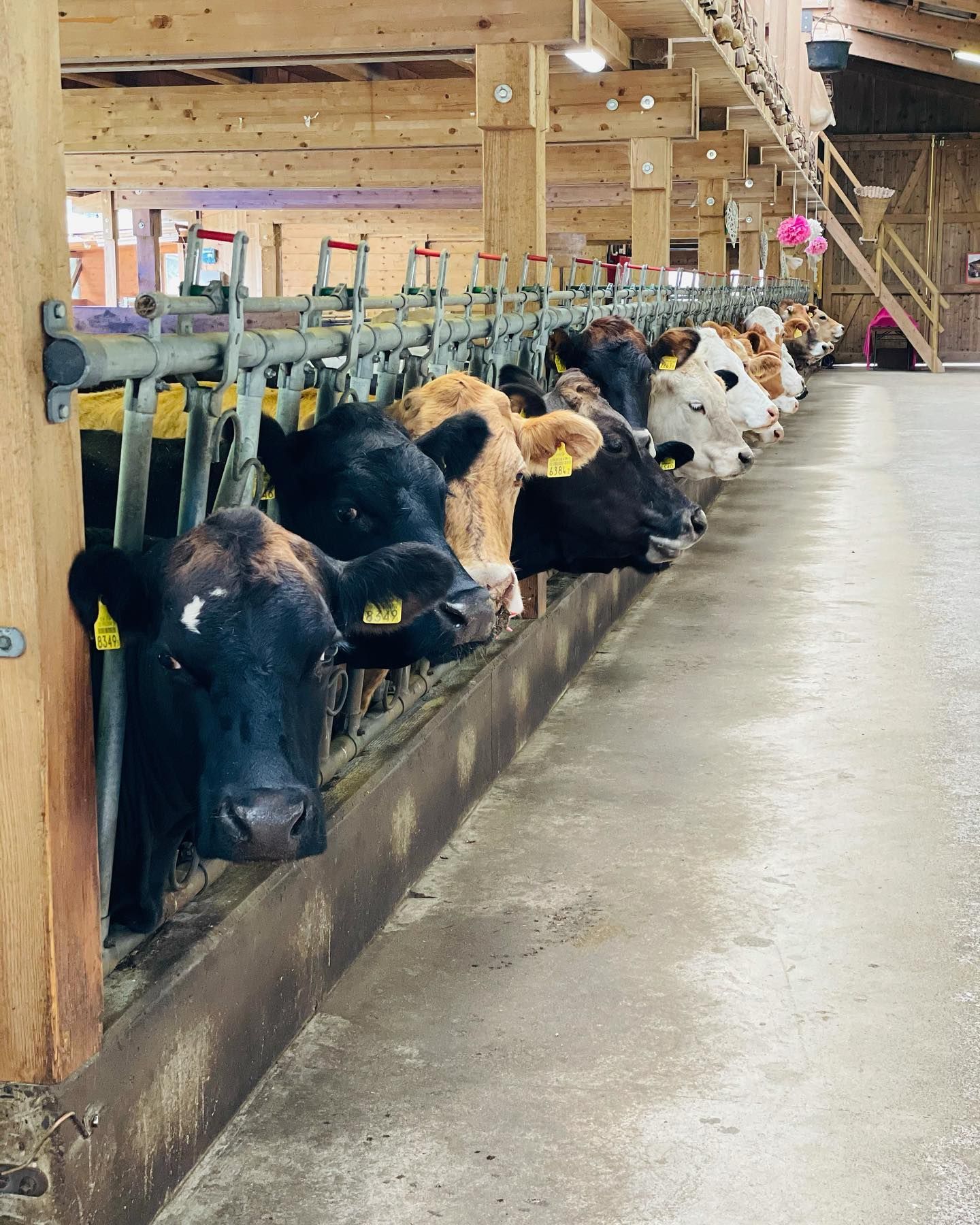 Produzione carne biologica - Azienda agricola Gianella