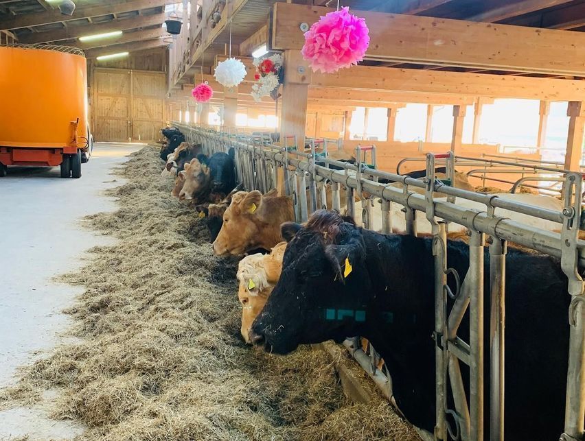 Stalla mucche - Produzione carne biologica - Azienda agricola Gianella