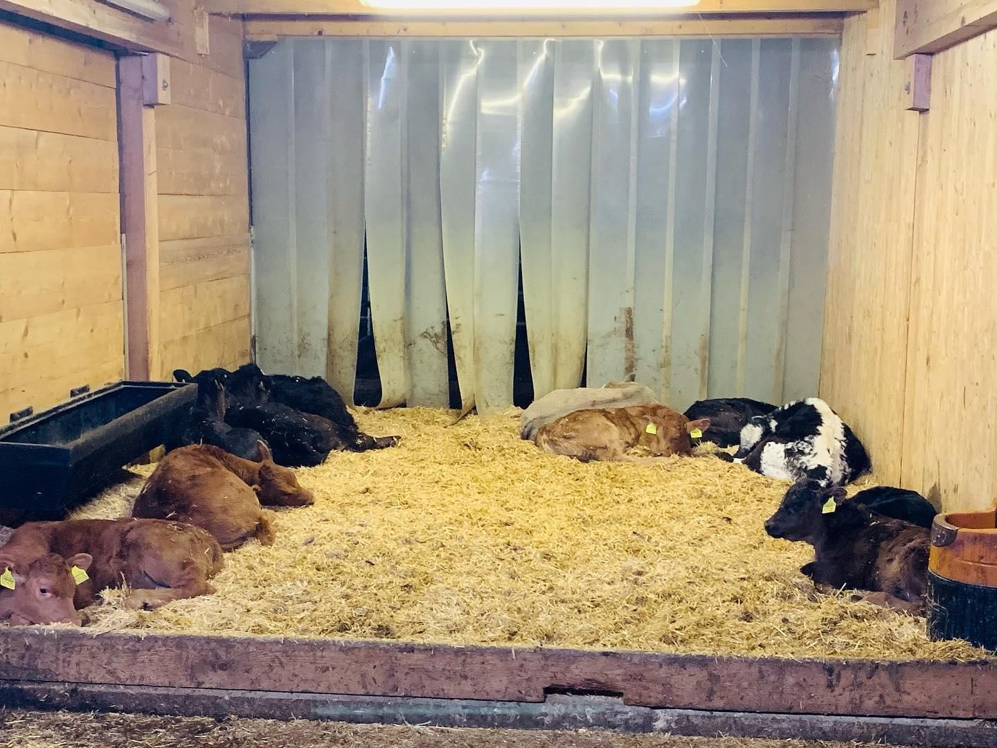 Stalla vitellini - Produzione carne biologica - Azienda agricola Gianella