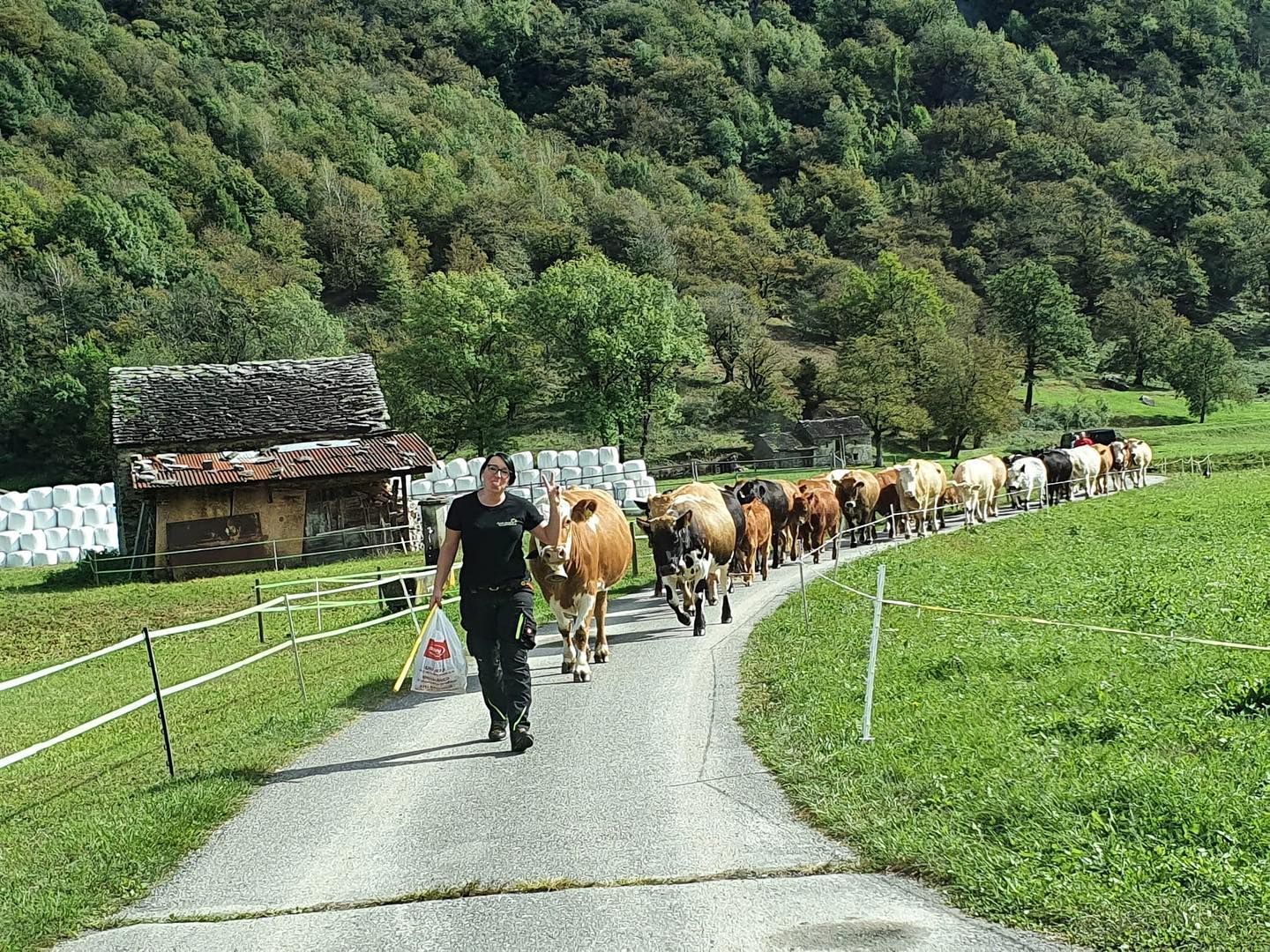 Transumanza mucche valle - Produzione carne biologica - Azienda agricola Gianella