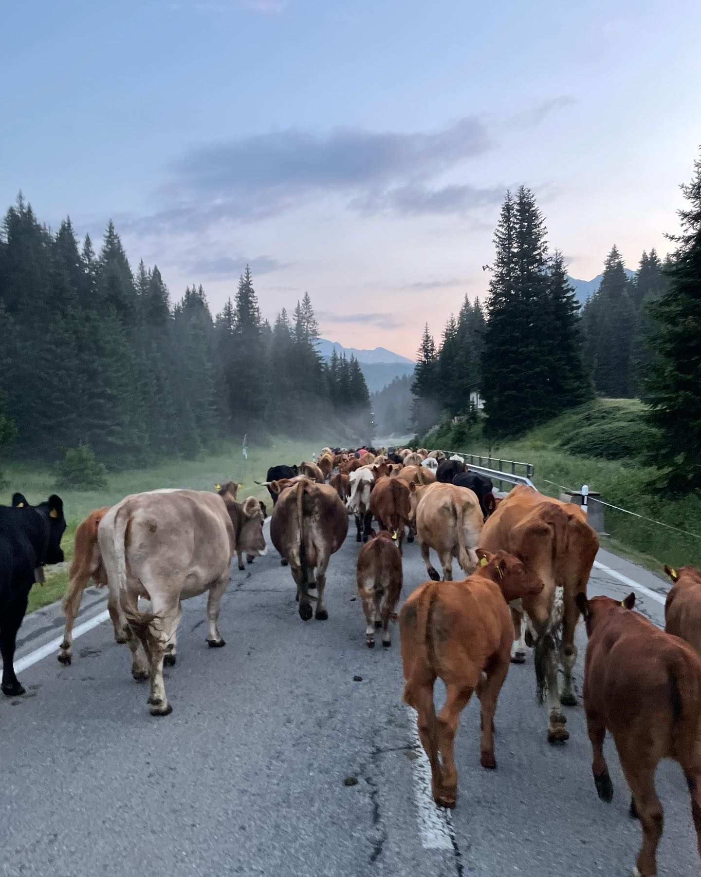 Produzione carne biologica - Azienda agricola Gianella