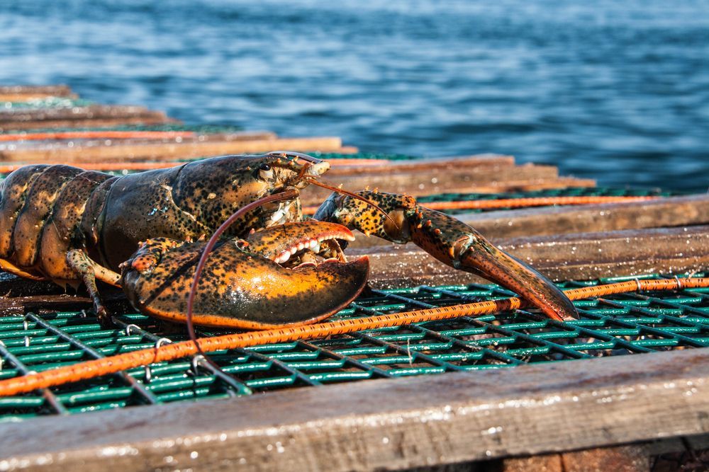 Lobster Fishing: Exploring Prince Edward Island's Most Prominent Seafood
