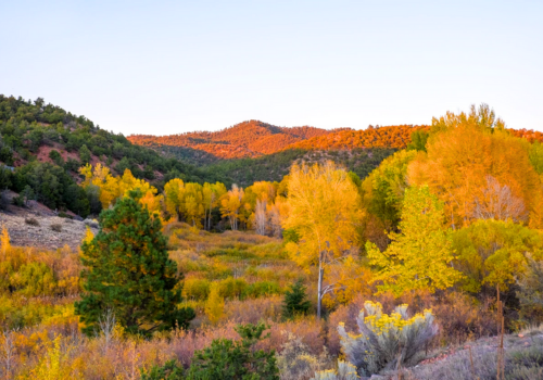 Colorful fall trees in an open landscape in New Mexico