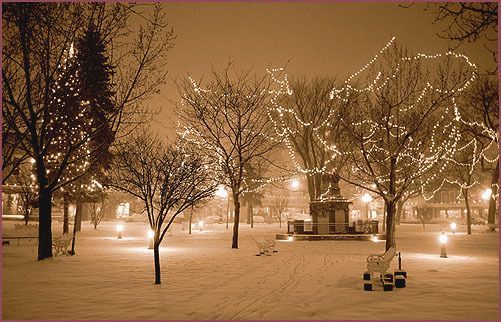 snowy scene with christmas lights on dry trees