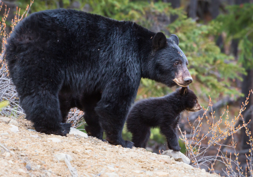 wildlife viewing santa fe