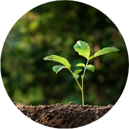 Una pequeña planta está creciendo fuera del suelo en un círculo.