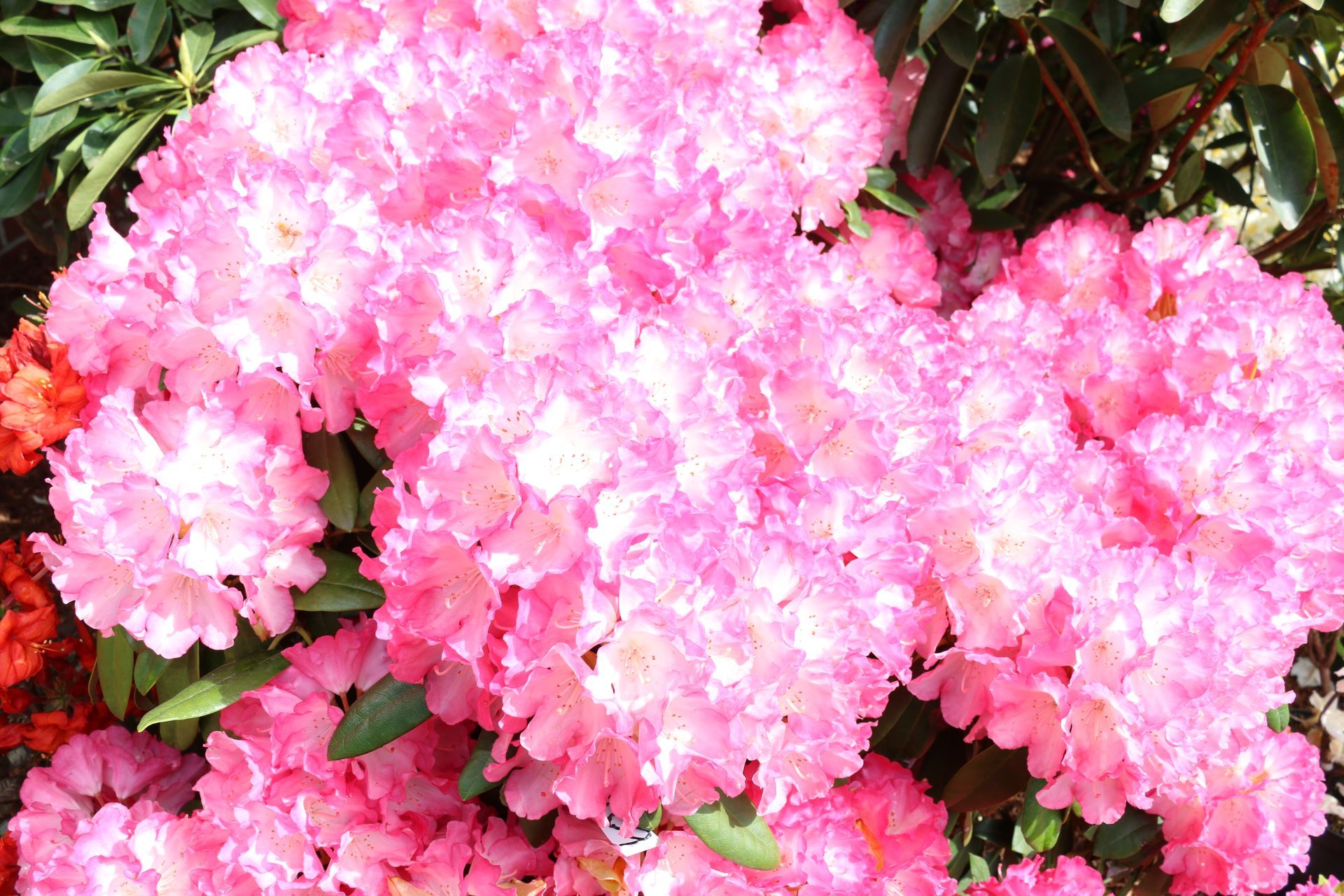 Rhododendron mit rosa Blüten