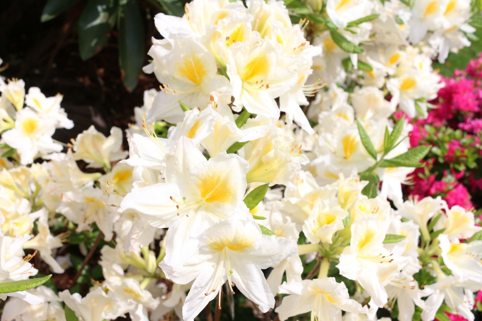 Rhododendron mit weiß-gelben Blüten