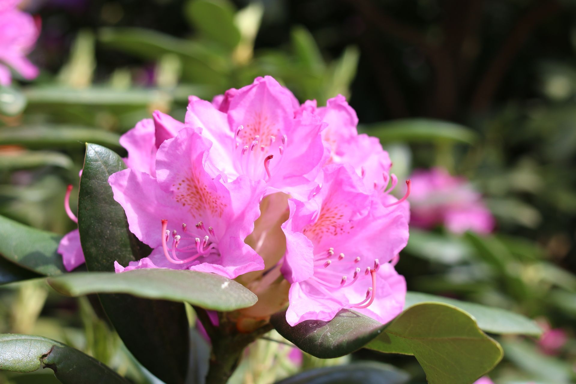 Rhododendron mit pinken Blüten