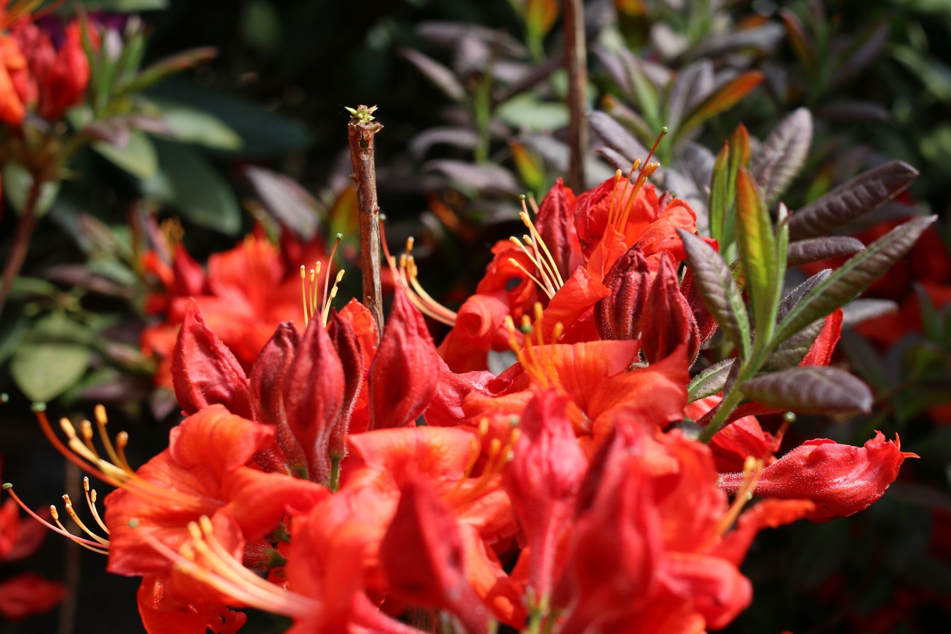 Rhododendron mit roten Blüten