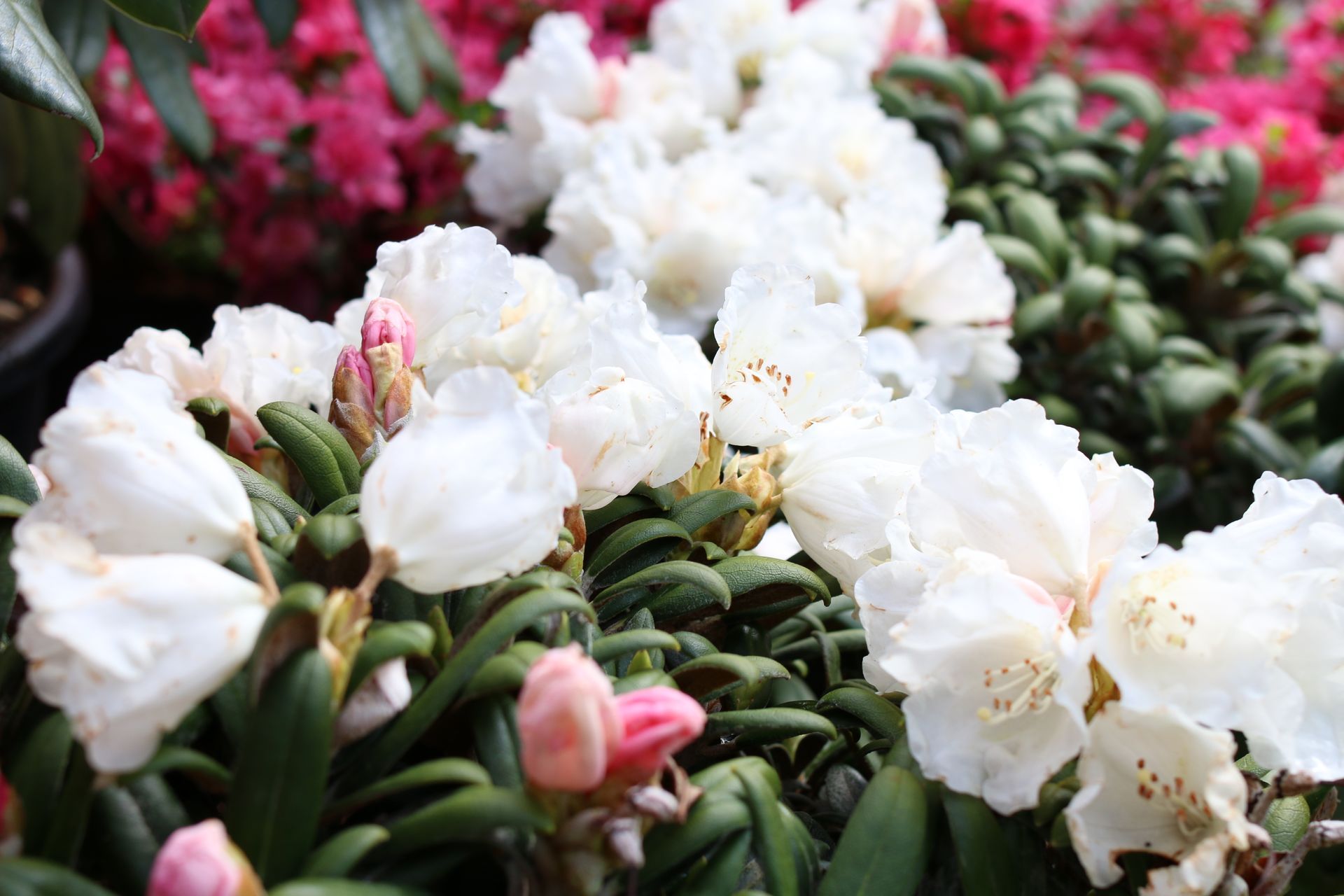 Rhododendron mit weißen und rosa Blüten