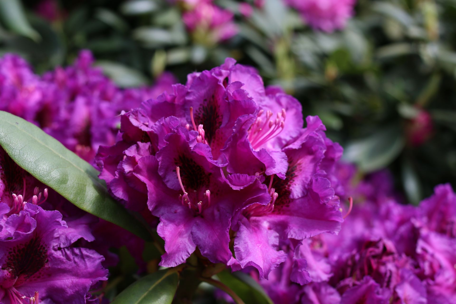 Rhododendron mit lila Blüten