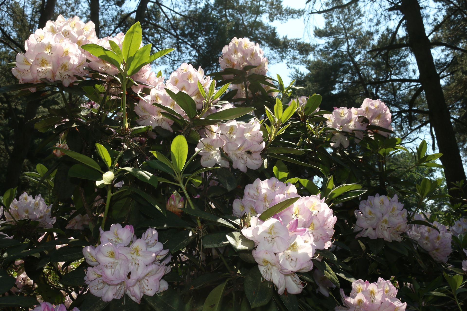 Rhododendron mit weißen Blüten