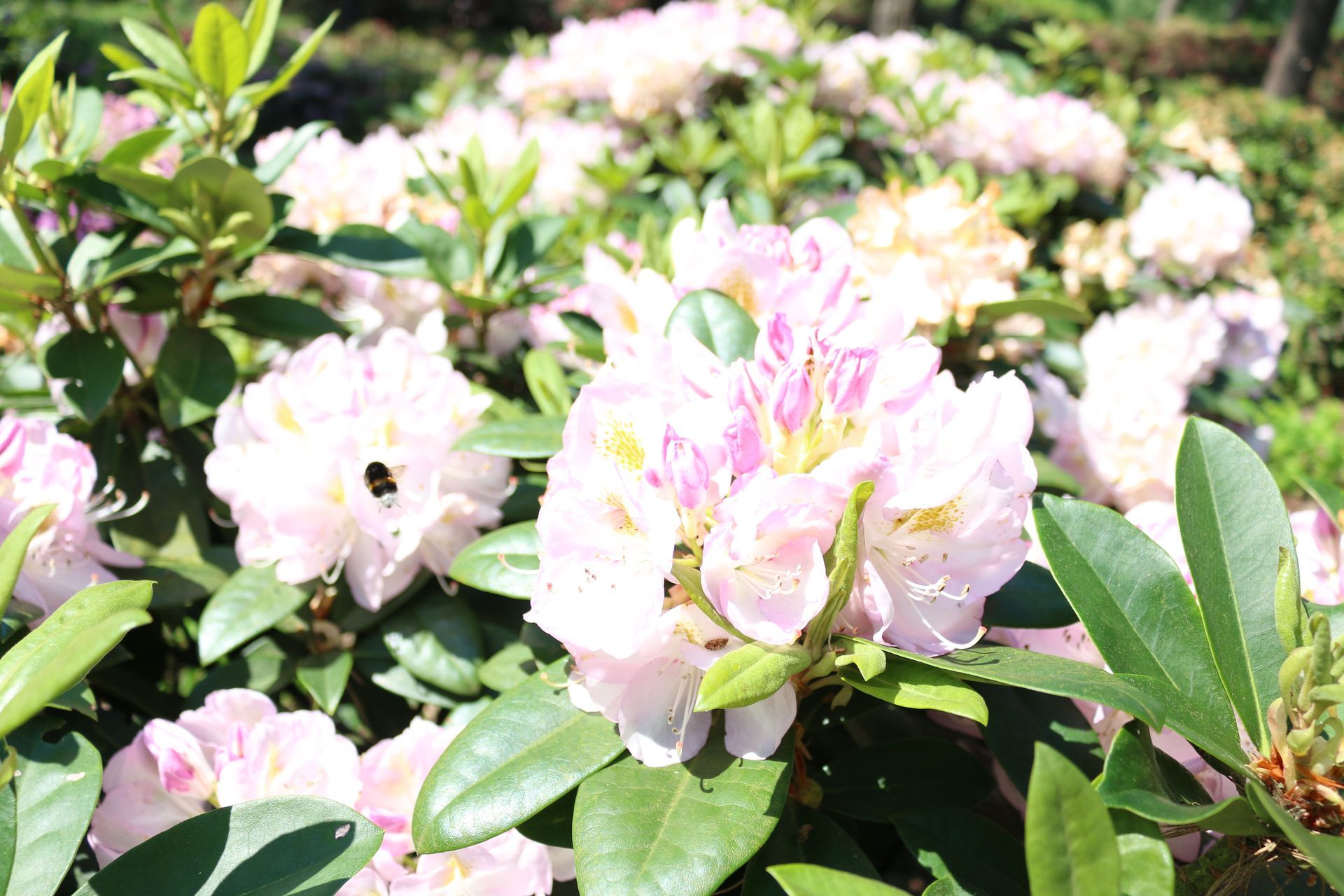 Rhododendron mit weißen Blüten