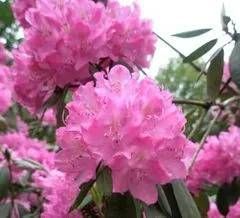 Rhododendron Hybride