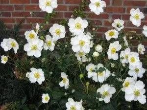Anemonen-Staude mit weißen Blüten