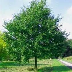 großer grüner Baum