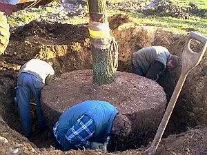 Pflanzung eines Baums