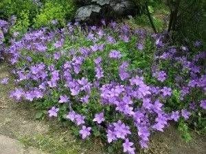 Campanuela mit lila Blüten