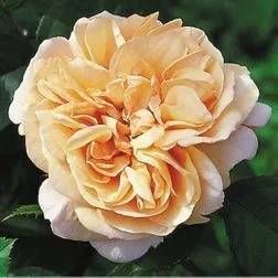 pfirsichfarbene Rose