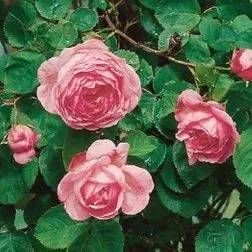 Rosenbusch mit rosa Blüten