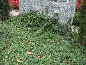 Bodendecker Cotoneaster