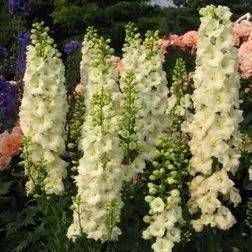 Delphinium-Staude mit weißen Blüten