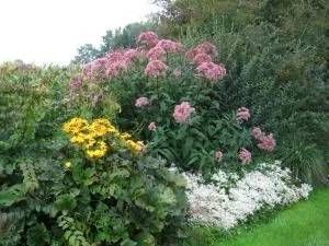 Eupatorium mit gelben und rosa Blüten