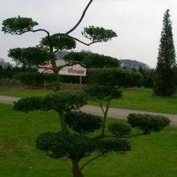 Großes Formgehölz im Garten