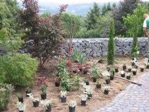 Pflanzen stehen bereit zur Einpflanzung