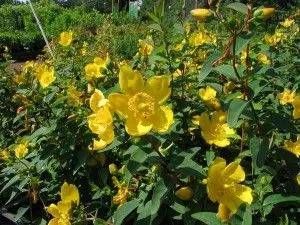 Bodendecker Hypericum mit gelben Blüten