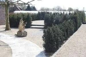 Hecke als Abtrennung im Vorgarten