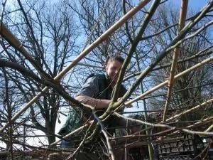 Beschnitt eines Baums