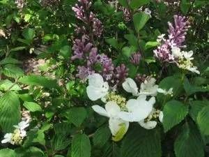 Nahaufnahme eines Zierstrauchs mit weißen Blüten