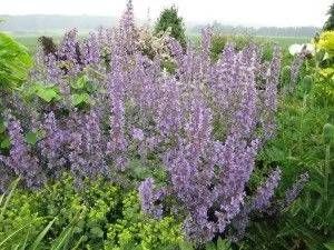 Nepeta mit lila Blüten