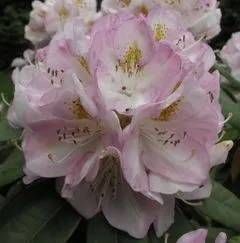 Rhododendron Hybride 'Gomer Waterer'