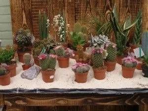 Auswahl verschiedener Sukkulenten und Kakteen