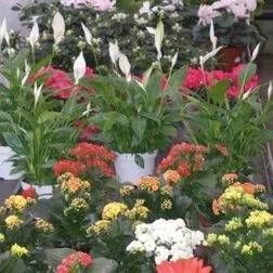 Verschiedene blühende Zimmerpflanzen