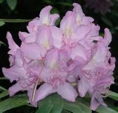 Rhododendron Hybride 'Eskimo'