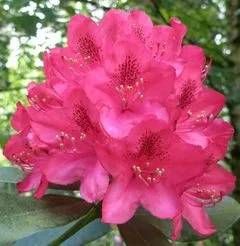 Rhododendron Hybride 'Nova Zembla'